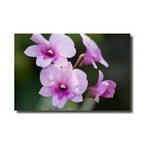   Orchid Singapore Botanical Garden Giclee Print