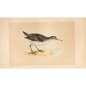  Spotted Sandpiper British Birds 1St Ed Morris 1851