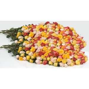 Send Fresh Cut Flowers   400 Long Stem Assorted Roses:  