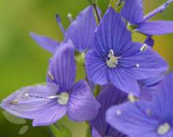 Veronica Teucrium Royal Blue Seeds  