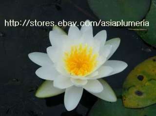 10 LIVE GLADSTONE WATER LILY PLANTS BULB LOTUS +FreeDoc  