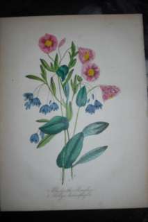 1850 PRINT MANGLES RHODANTHE & BLOOD RED BEGONIA. COLOR PRINT BY D.W 