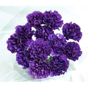 20 Fresh cut Purple Moonshade Carnations (advance ordering recommended 