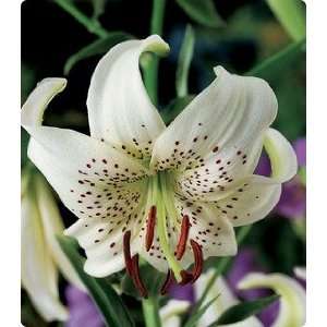  Tiger Lily Sweet Surrender 1 bulb Patio, Lawn & Garden