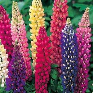  Lupine Russell Mix   60 Seeds Patio, Lawn & Garden