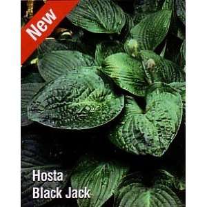   Jack Hosta   NEW   Large, Extremely Dark Leaves Patio, Lawn & Garden