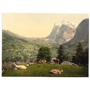  Grindelwald,cows in pasture,Bern,Switzerland