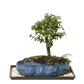 Brussels Bonsai Dwarf Jade Bonsai in Water Pot DT 9050WP at The Home 