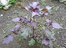 300 RED SHISO SEEDS   Perilla Frutescens  Asian Herb  