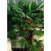 Tropica   Hanfpalme wagnerianus (Trachycarpus wagnerianus)   8 Samen