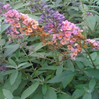 Bicolor Butterfly Bush Plant B1606CL 