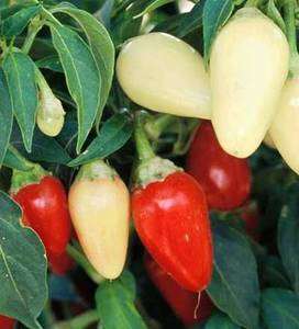 Cascabella Chile Pepper Seeds  
