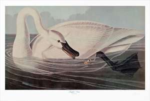 Trumpeter Swan by M. Bernard Loates, 40x27 John Audubon Edition Signed 
