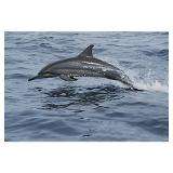 Spinner Dolphin porpoising through water Bahamas for $18.00