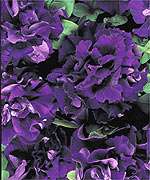 Annual: CASCADE BLUE PETUNIA Seeds   Double Blooms  