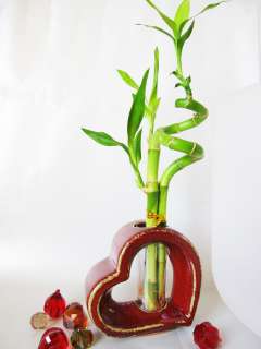 Live Spiral 3 Style Lucky Bamboo Plant Arrange w/ Heart Ceramic Vase 