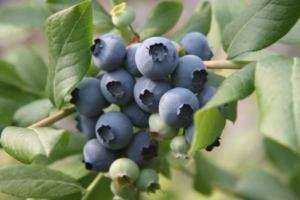 10 AMERICAN BLUEBERRY Fruit Seeds, Germination 90%+  
