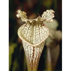  Carnivorous Trumpet Pitcher Plant, Sarracenia Luecophylla 