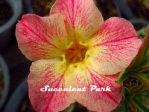 Adenium Obesum(Desert Rose)Star of Yellow Dream plant  