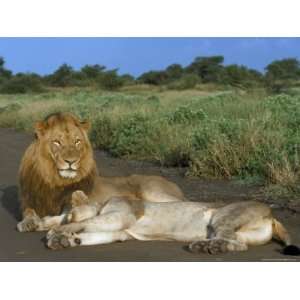 Lion and Lioness (Panthera Leo), Kruger National Park, South Africa 