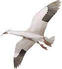 Jackite Assembled Snow Goose Kite 48 Wingspan