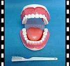 1x teeth with toothbrush large dental teaching model new returns