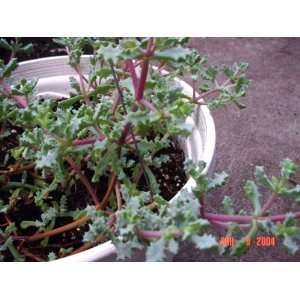  Pink Wedgewood Ice Plant Patio, Lawn & Garden