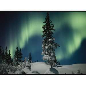 Snow Blanketed Evergreen Trees and the Aurora Borealis at 