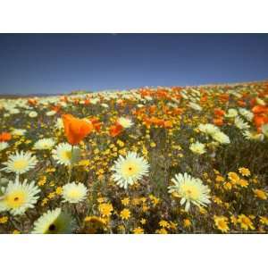 com Poppies and Desert Dandelion in Spring Bloom, Lancaster, Antelope 