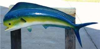 XL 34 inch Mahi Mahi Dolphin Fish Mount  Cool Colors!  