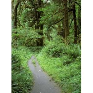 Quinault Rainforest, Olympic National Park, Washington, USA Premium 