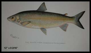 1890S DENTON FISH PRINT / THE WHITE FISH / FISHING  