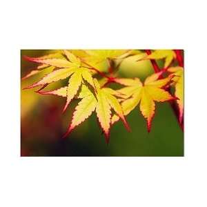  Coral Bark Japanese Maple 2   Year Graft Patio, Lawn 