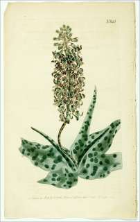 643.  Lachenalia Lancaefolia.   Lachenalia Hojas Copperas Con 