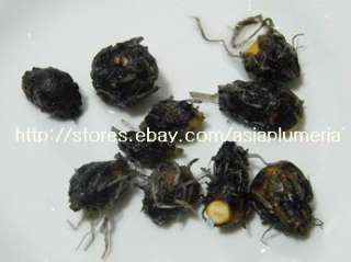 MIXED10 LIVE HARDY WATER LILY PLANTS NYMPHAEA +Doc  