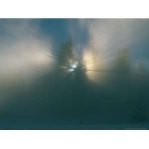 Sunlight Shines Through Pine Tree Branches in the Fog Photographic 
