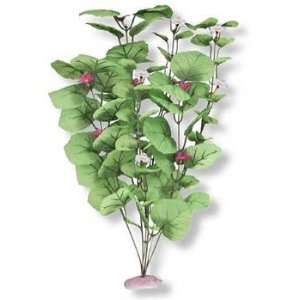  Top Quality Plant   Broad Lily Leaf With Buds X   lg Gr 