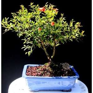 Dwarf Pomegranite Bonsai Tree by Sheryls Grocery & Gourmet Food