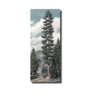   Beneath Towering Western White Pine Trees Giclee Print: Home & Kitchen